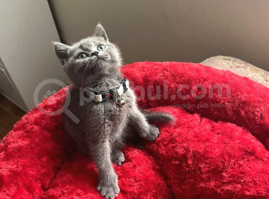 A Kali̇te Uysal Oyuncu görsel