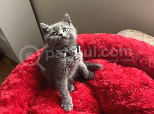 A Kali̇te Uysal Oyuncu görsel