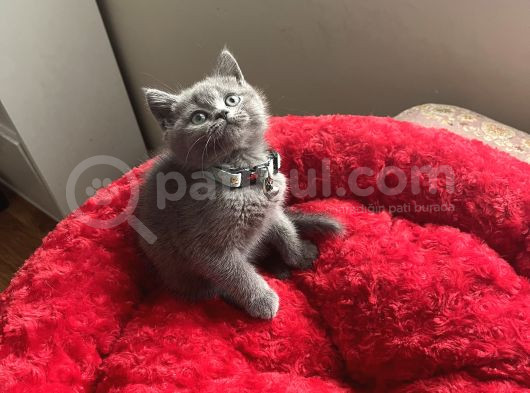 A Kali̇te Uysal Oyuncu görsel