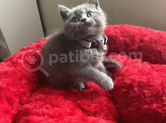A Kali̇te Uysal Oyuncu