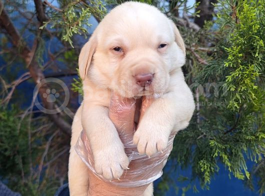 Gerçek A Kali̇te Orji̇nal Labrador Retri̇ever görsel