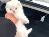 Masmavi̇ Gözlü Mükemmel Kali̇te Scotti̇sh Bebekler