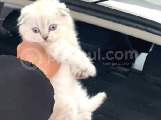 Masmavi̇ Gözlü Mükemmel Kali̇te Scotti̇sh Bebekler görsel
