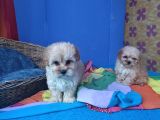 Anne Baba Gerçek Malti̇poo Yavrular