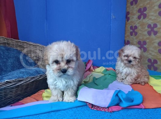 Anne Baba Gerçek Malti̇poo Yavrular görsel