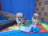 Anne Baba Gerçek Malti̇poo Yavrular
