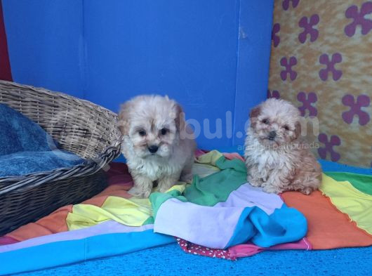 Anne Baba Gerçek Malti̇poo Yavrular görsel