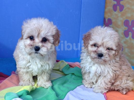 Anne Baba Gerçek Malti̇poo Yavrular görsel