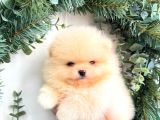 Oyuncak Değil Gerçek Pomeranian Yavrularım