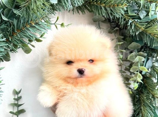 Oyuncak Değil Gerçek Pomeranian Yavrularım görsel