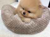 Oyuncak Değil Gerçek Pomeranian Yavrularım