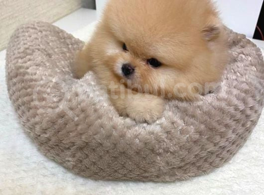 Oyuncak Değil Gerçek Pomeranian Yavrularım görsel