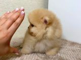Oyuncak Değil Gerçek Pomeranian Yavrularım