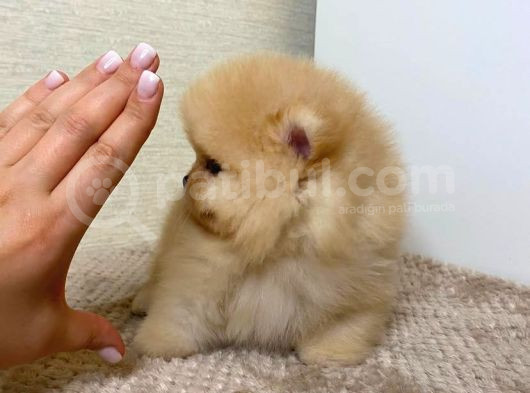 Oyuncak Değil Gerçek Pomeranian Yavrularım görsel