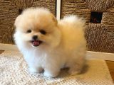 Ailenizin Yeni Üyesi Pomeranian Bebekler