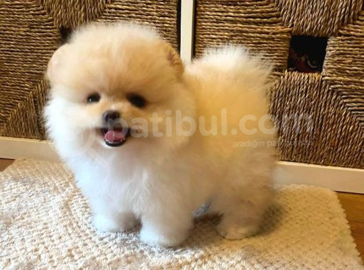 Ailenizin Yeni Üyesi Pomeranian Bebekler görsel