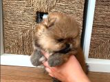 Ailenizin Yeni Üyesi Pomeranian Bebekler