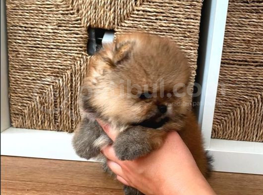 Ailenizin Yeni Üyesi Pomeranian Bebekler görsel