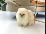 Ailenizin Yeni Üyesi Pomeranian Bebekler