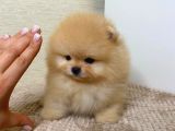 Ailenizin Yeni Üyesi Pomeranian Bebekler