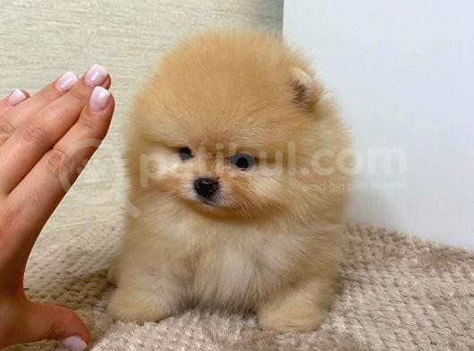Ailenizin Yeni Üyesi Pomeranian Bebekler görsel
