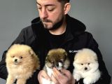 Ailenizin Yeni Üyesi pomeranian Bebekler