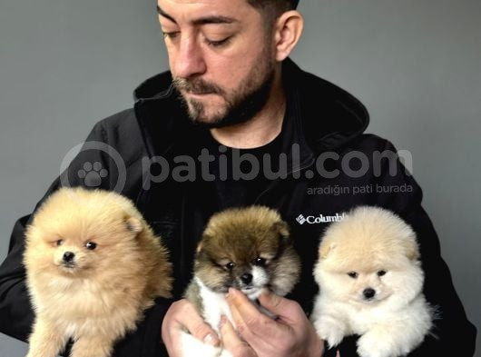 Ailenizin Yeni Üyesi Pomeranian Bebekler