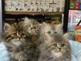 Panda Surat British Longhair Bebekler