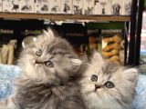 Panda surat british longhair bebekler