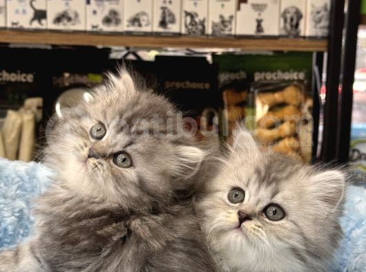 Panda Surat British Longhair Bebekler