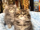 Panda Surat British Longhair Bebekler