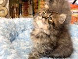 Panda Surat British Longhair Bebekler