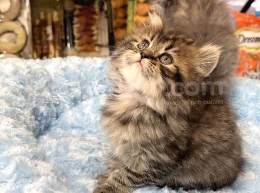 Panda Surat British Longhair Bebekler görsel