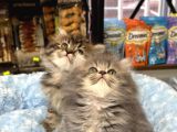 Panda Surat British Longhair Bebekler