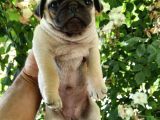 SAFKAN RIFKI PUG YAVRULARI