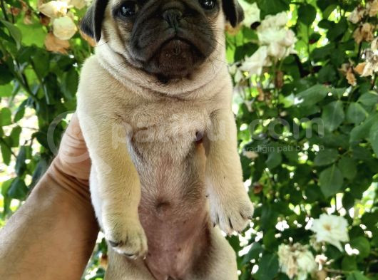 Safkan Rifki Pug Yavrulari