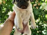 Safkan Rifki Pug Yavrulari