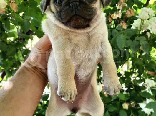 Safkan Rifki Pug Yavrulari görsel