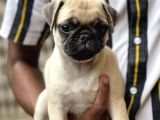 SAFKAN PUG YAVRULARI