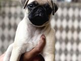 Safkan Pug Yavrulari