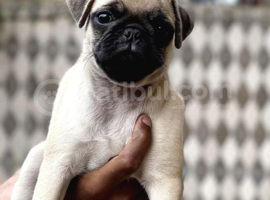 Safkan Pug Yavrulari görsel
