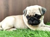 Irk Garanti̇li̇ Pug Yavrulari
