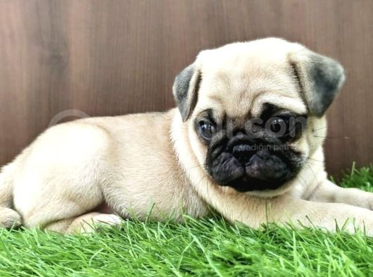 Irk Garanti̇li̇ Pug Yavrulari görsel