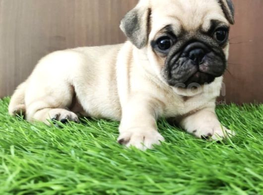 Irk Garanti̇li̇ Pug Yavrulari görsel