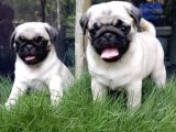 IRK GARANTİLİ PUG YAVRULARI