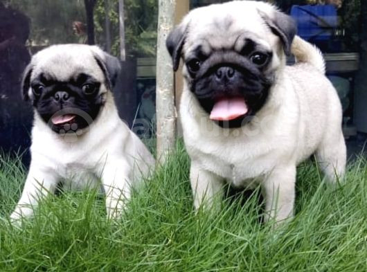 Irk Garanti̇li̇ Pug Yavrulari