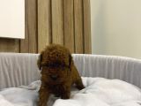 Sağlık Ve Irk Garantili Show Kalite Poodle Yavrularım
