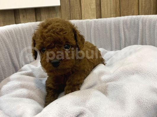 Sağlık Ve Irk Garantili Show Kalite Poodle Yavrularım görsel