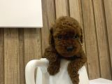 Sağlık Ve Irk Garantili Show Kalite Poodle Yavrularım