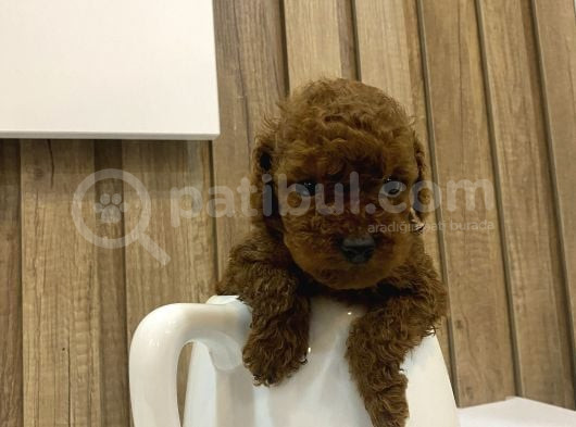 Sağlık Ve Irk Garantili Show Kalite Poodle Yavrularım görsel